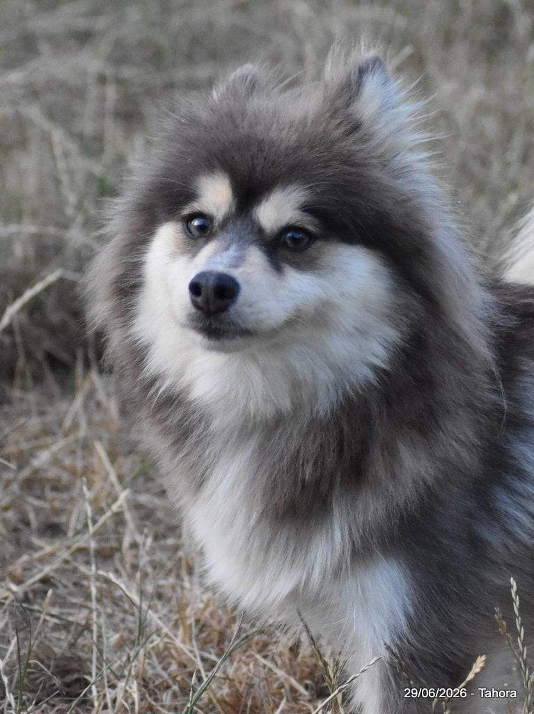 Photo de Tahora Azur Pomsky