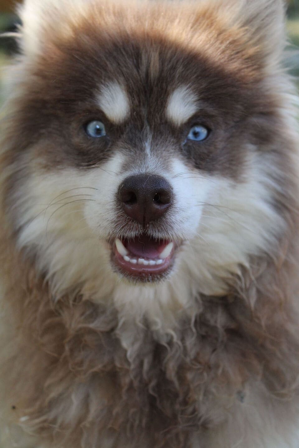 Photo de Viviane of Platinium Pomsky