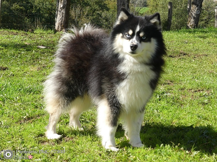 Photo de Lovely Pet Royber