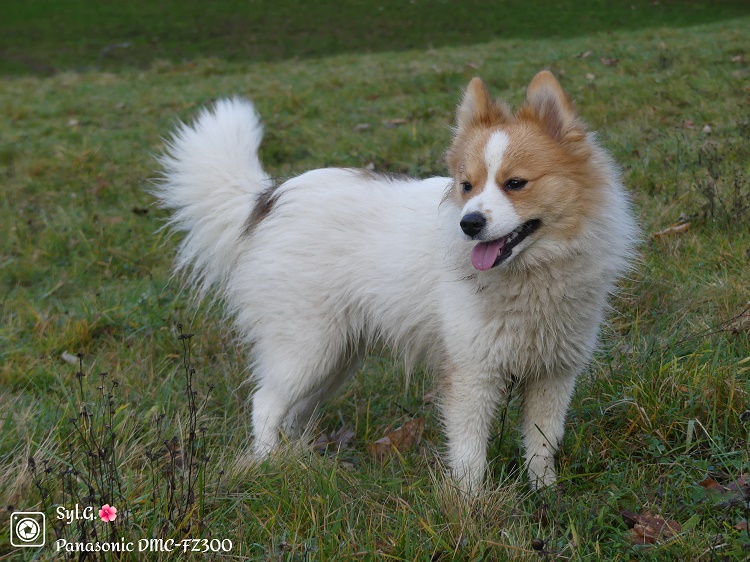 Photo de Wyn Crazy Fox