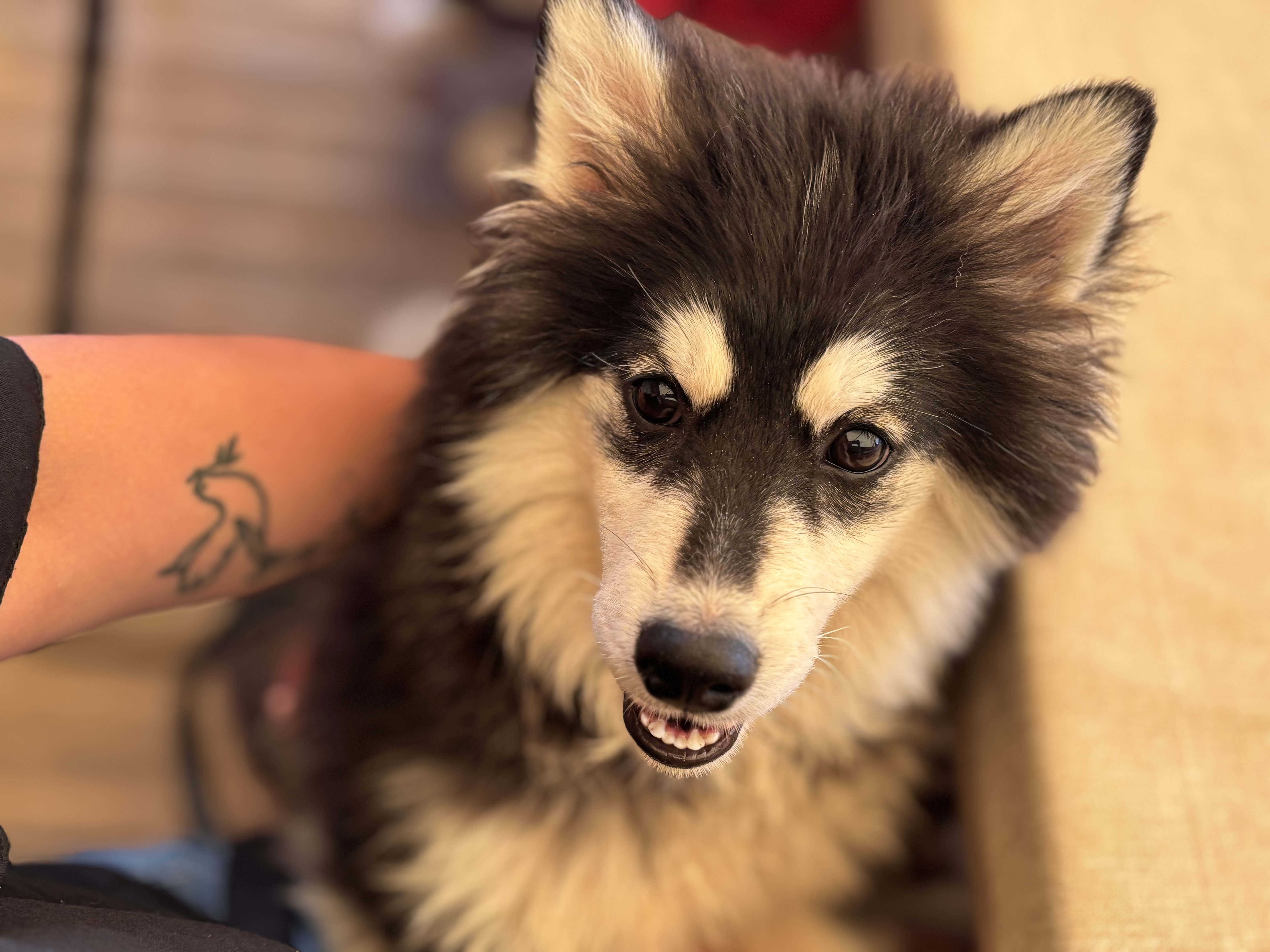 Photo de Blondine of Platinium pomsky