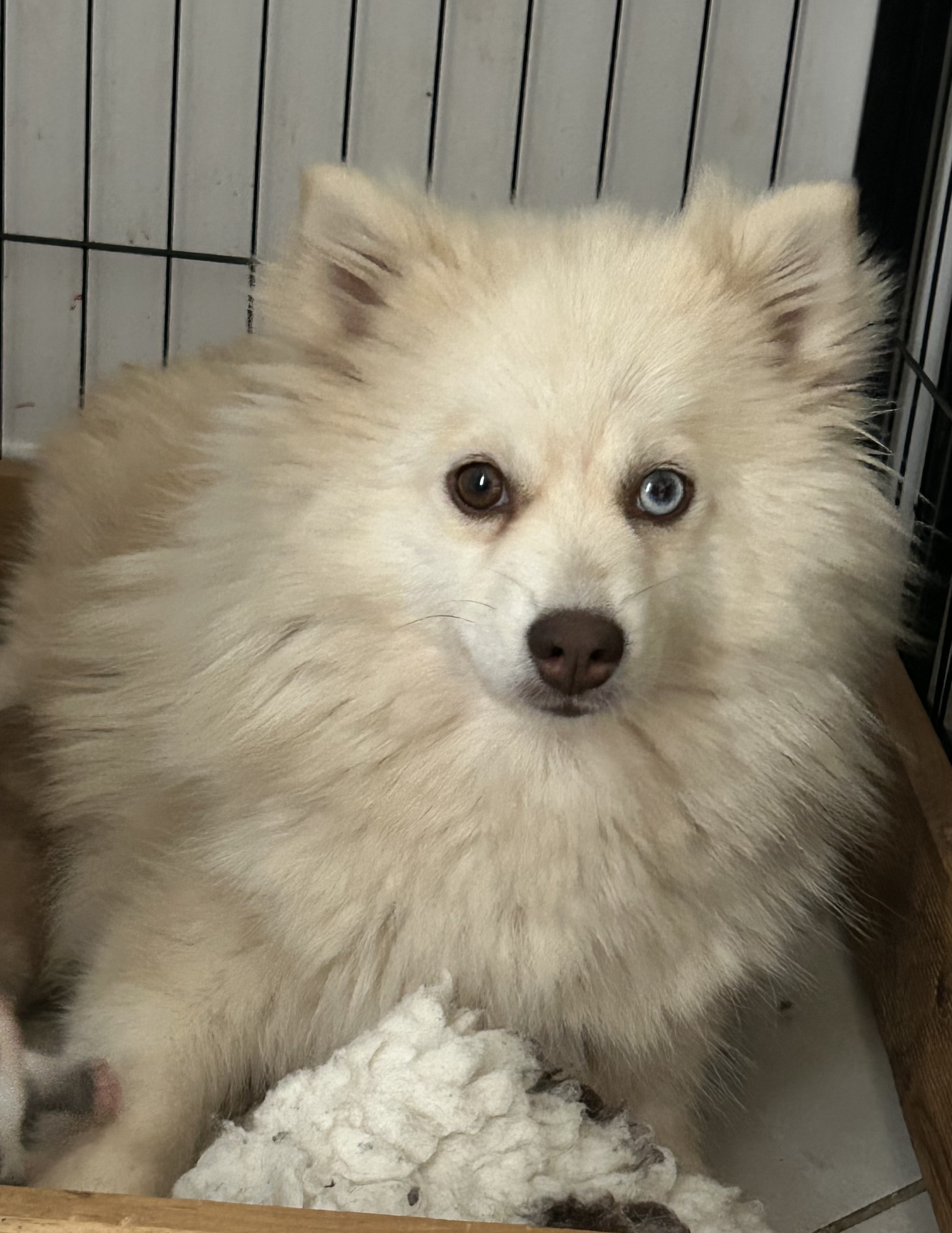 Photo de Vanille of Platinium Pomsky