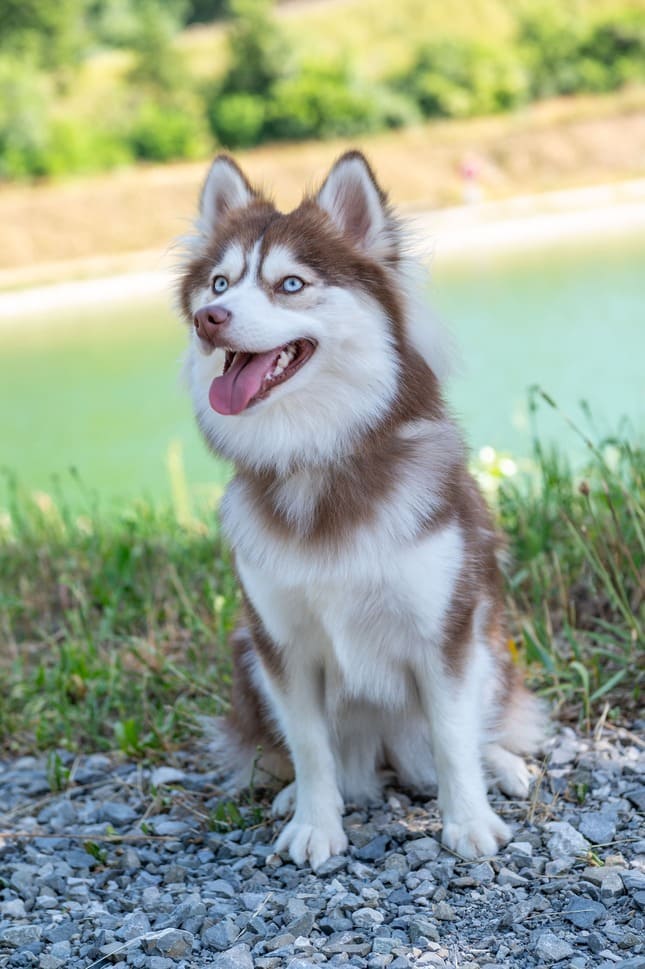 Photo de Molly of Platinium Pomsky