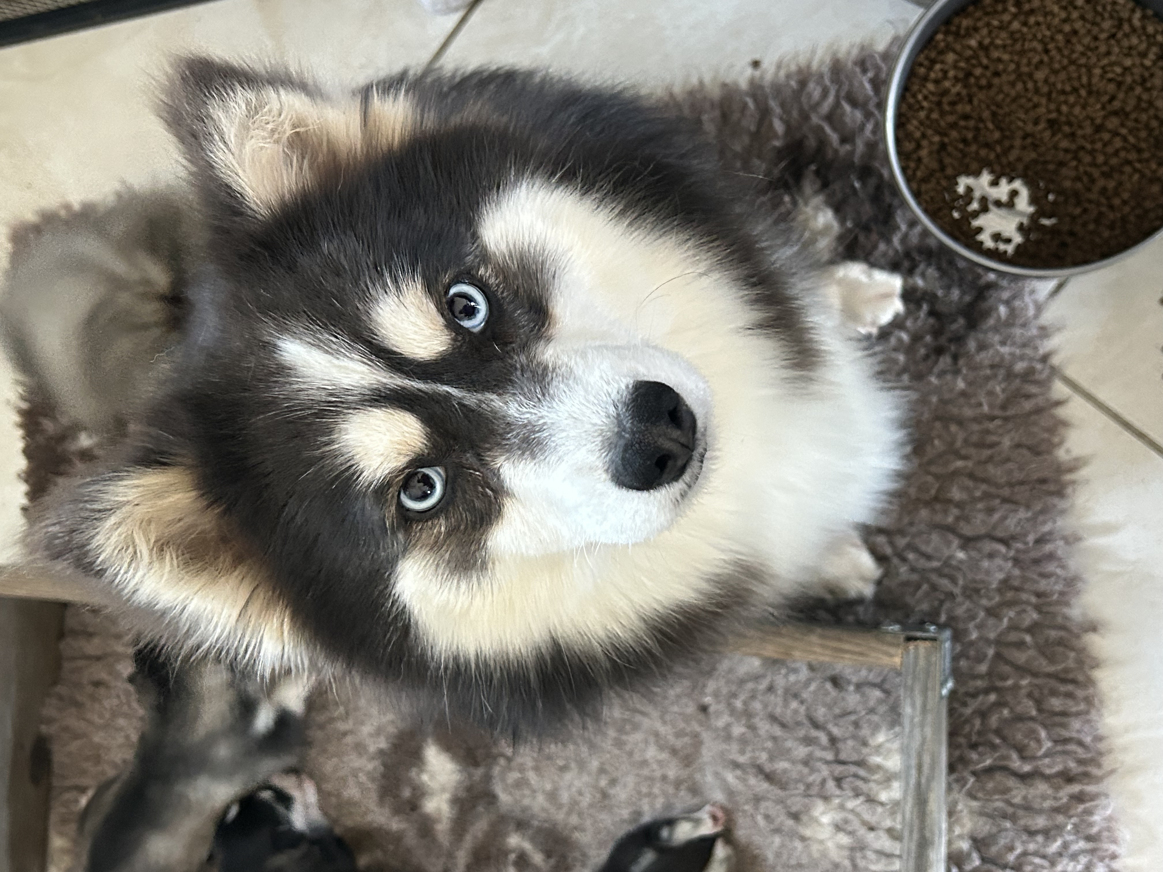 Photo de Vitamine or platinium pomsky