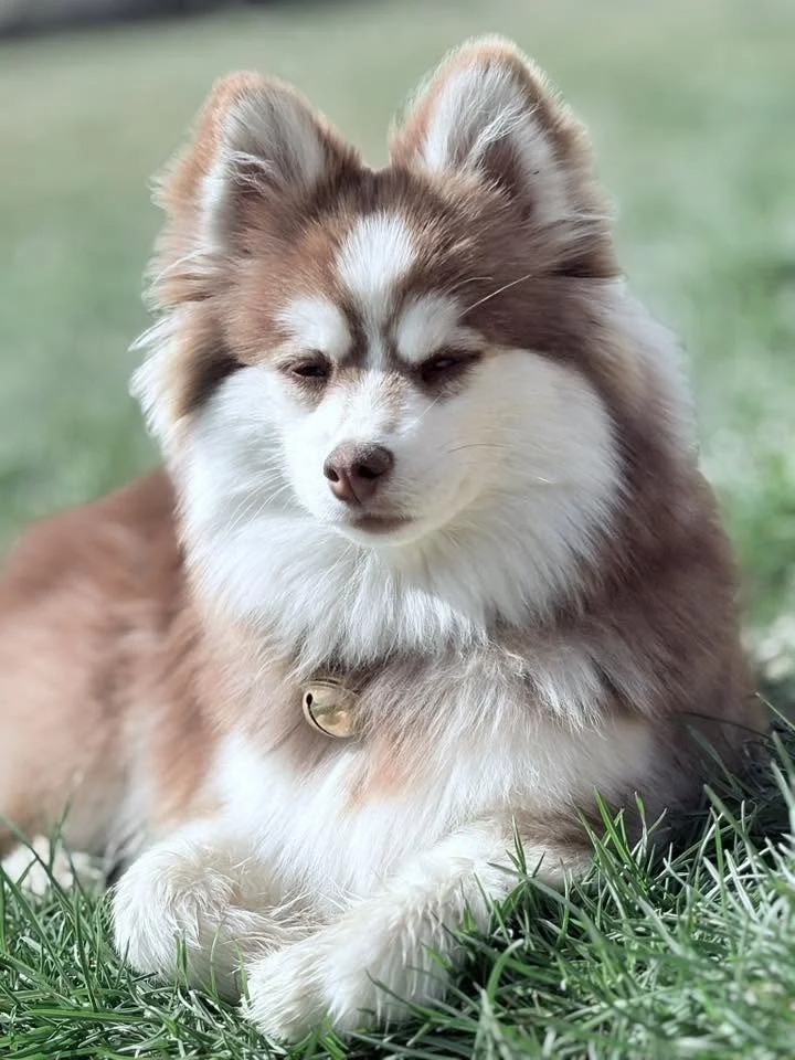 Portrait d'un Pomsky au regard clair