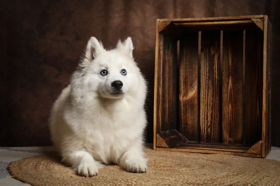 Chiot Pomsky socialisé