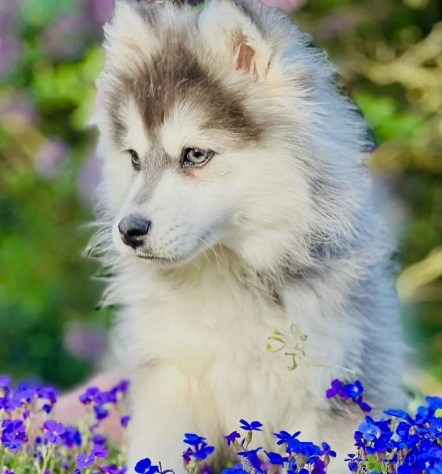 Pomsky à masque husky sur robe grise