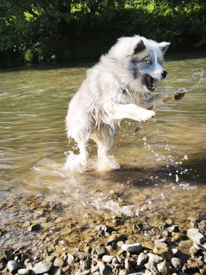Pomsky jouant dans l'eau d'une rivière