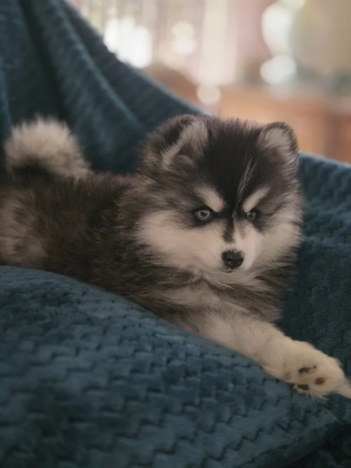 Chiot Pomsky en bonne santé